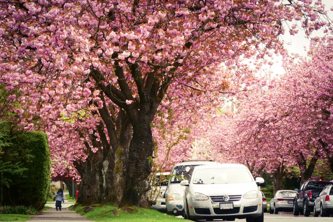  Cherry Blossom Festival