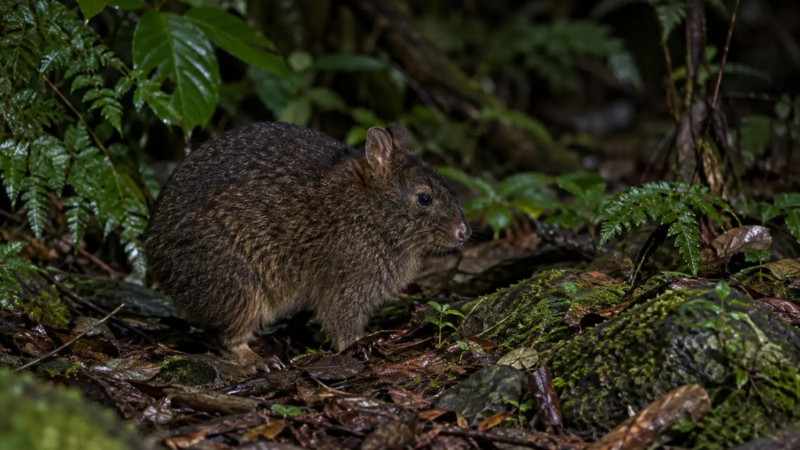 Amami rabbit in its island forest habitat Amami rabbit in a wet subtropical forest at night
