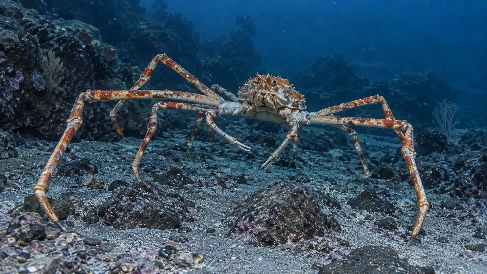 Japanese giant spider crab in deep Pacific water Japanese giant spider crab on a deep rocky seafloor