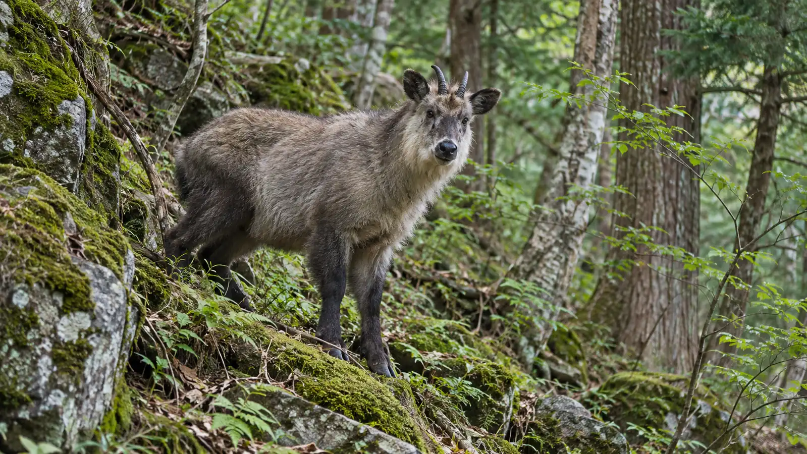 Japanese serow in a forested Honshu mountain habitat