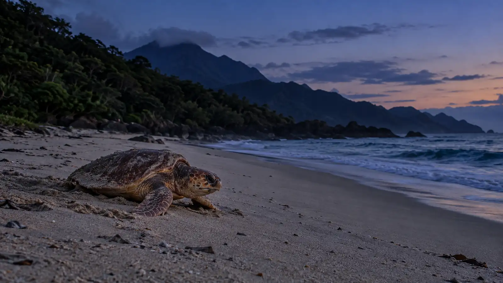 Loggerhead sea turtle on a Japanese nesting beach Loggerhead sea turtle on a quiet Japanese nesting beach at blue hour