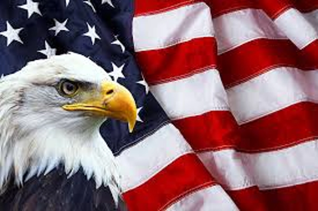 American Bald Eagle