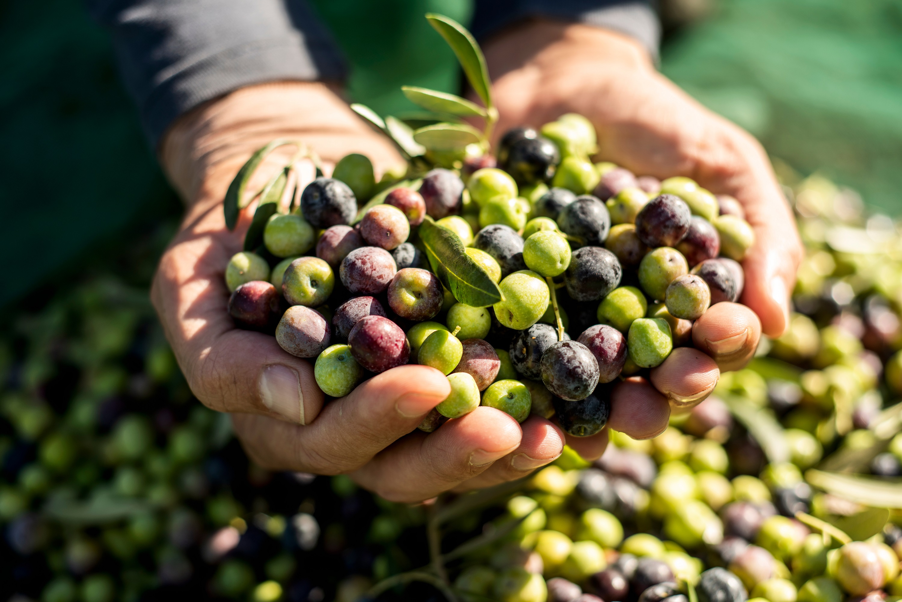 Olive Oil