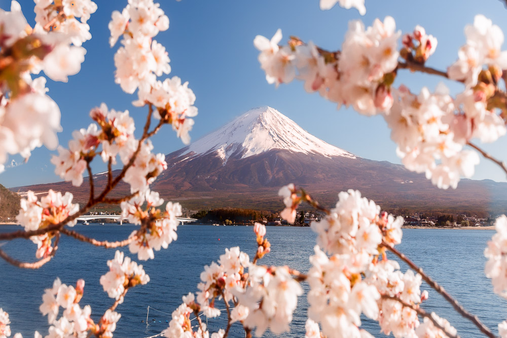 Japan Cherry Blossom Season