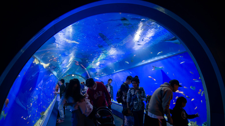 Osaka Aquarium Kaiyukan