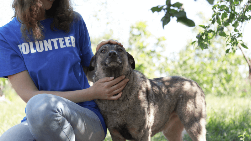 モン族犬の養子縁組とレスキューオプション