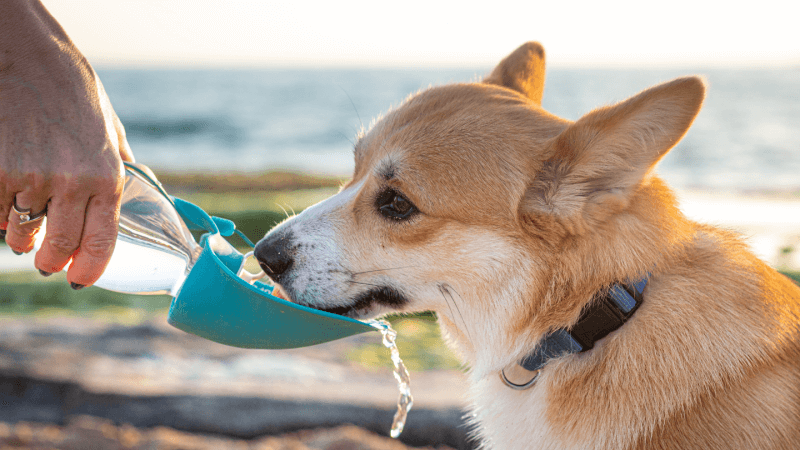 水を飲む犬