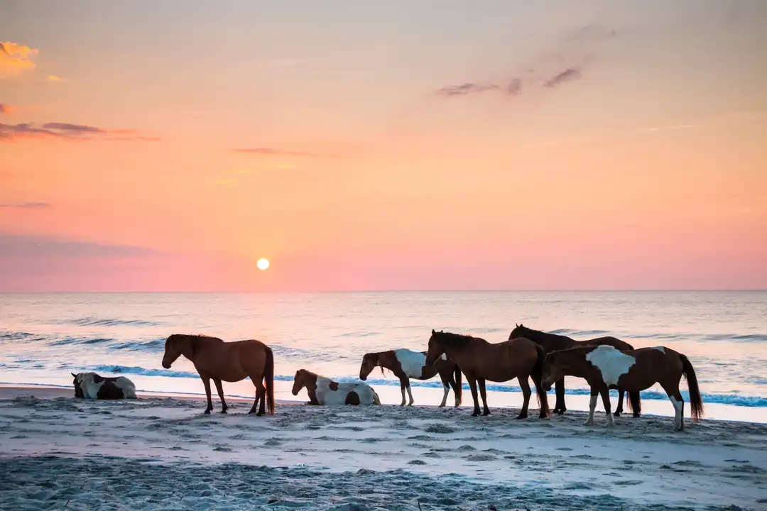 Isola di Assateague