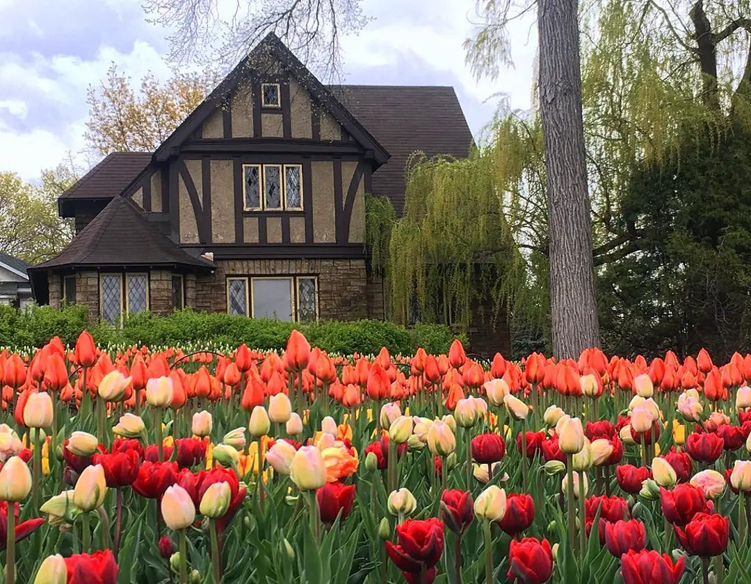 Attending the Canadian Tulip Festival