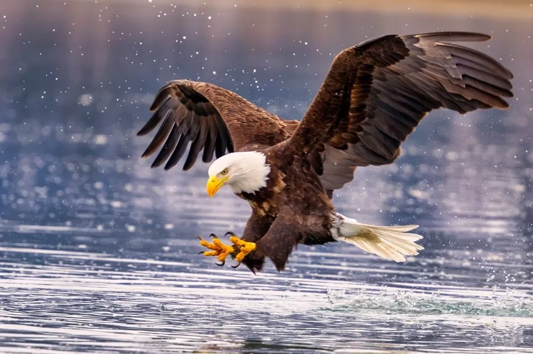Bald Eagle