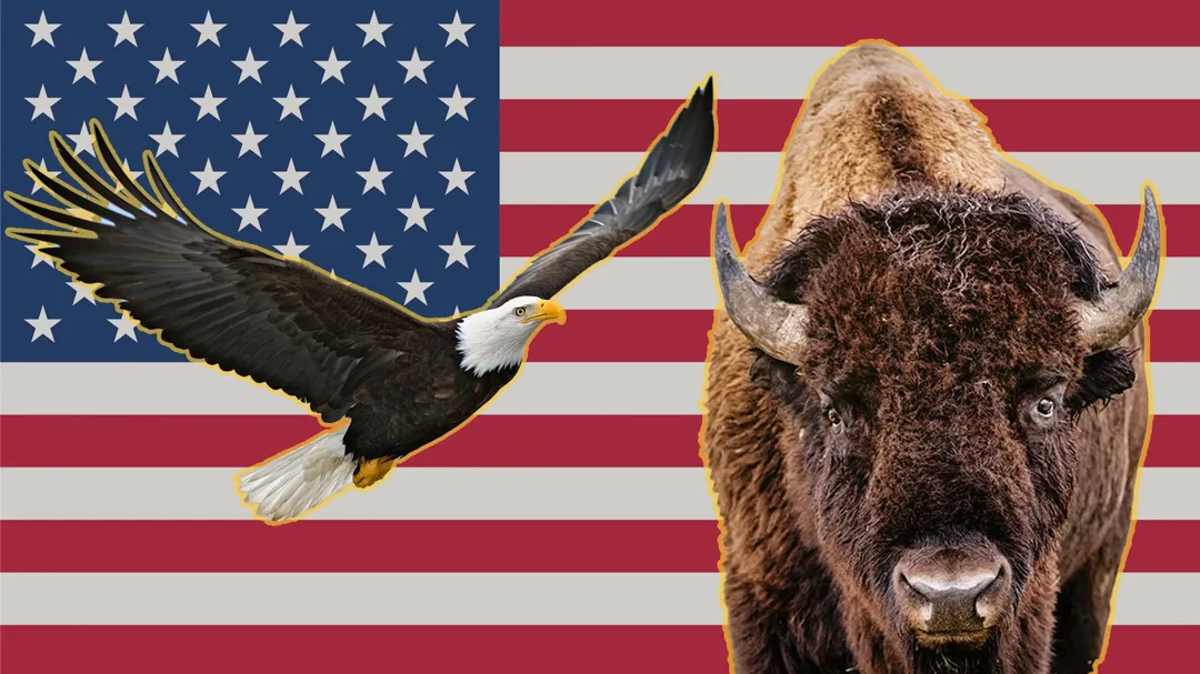 Bald Eagles and Bison