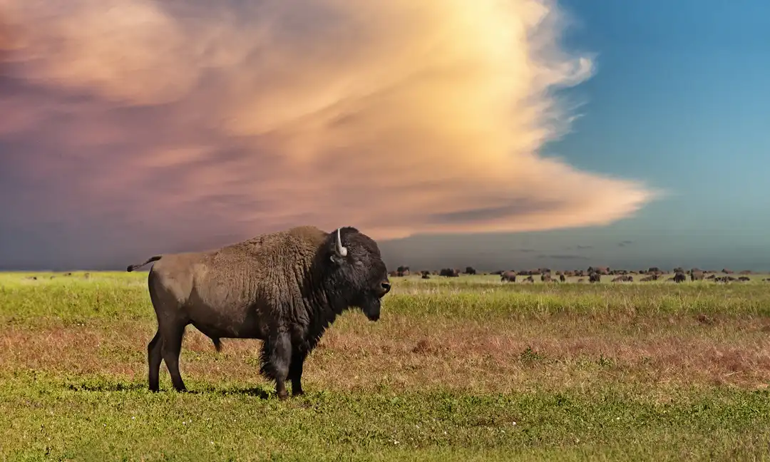Bison