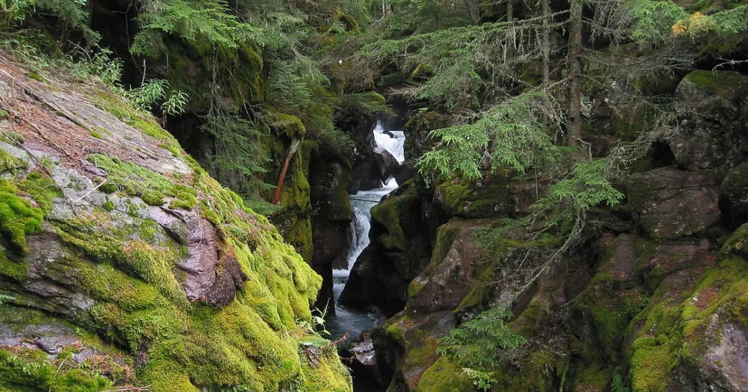 Cedar and Hemlock Rainforests of Park