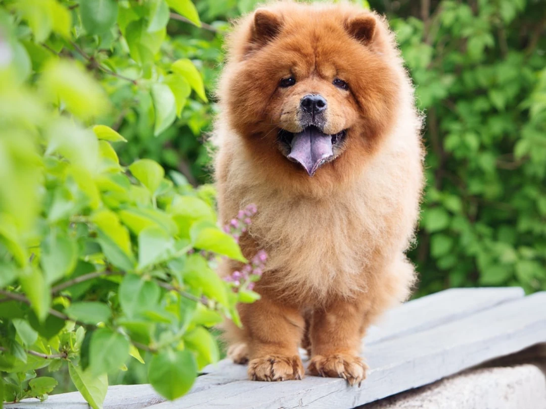 中國犬封面