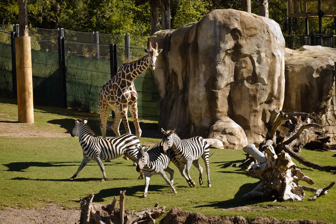 Dallas Zoo
