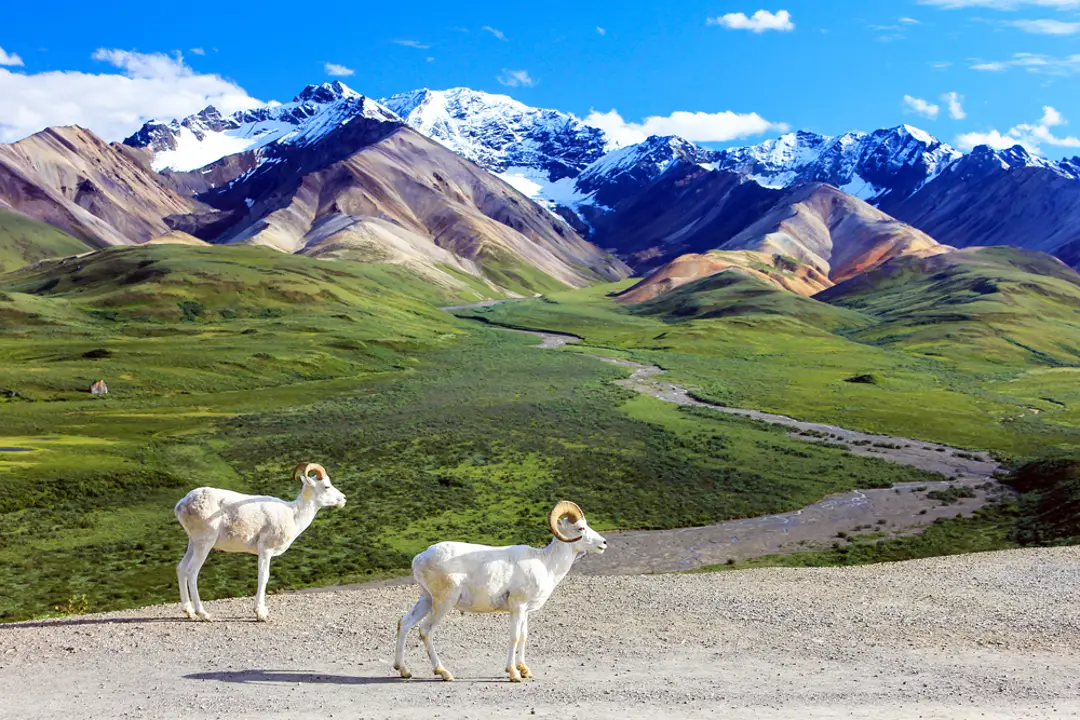 Denali National Park