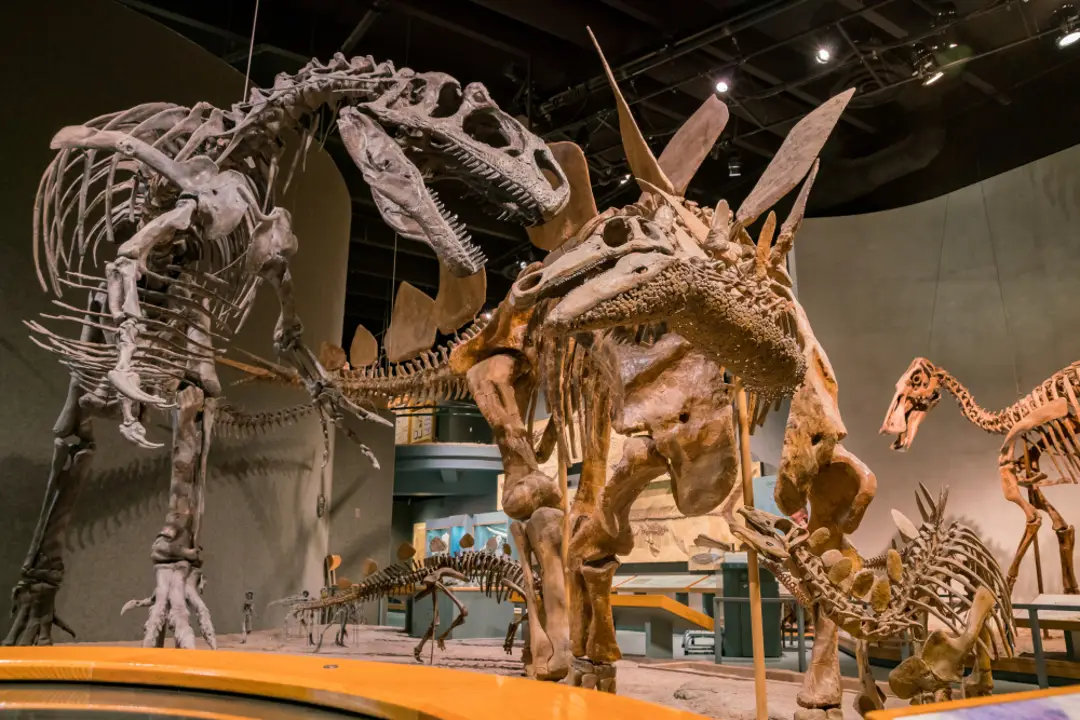 Denver Museum of Nature & Science