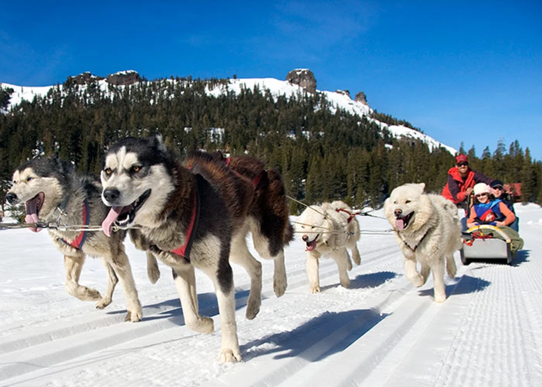 Dog Sledding in Canada