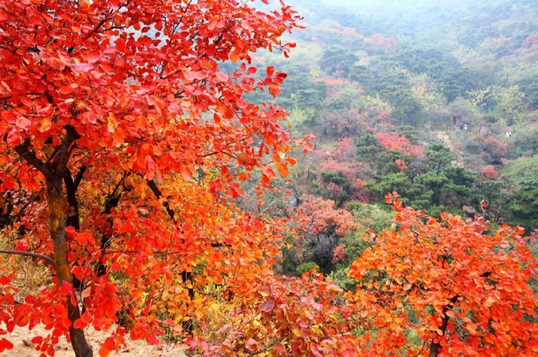 香山紅葉節