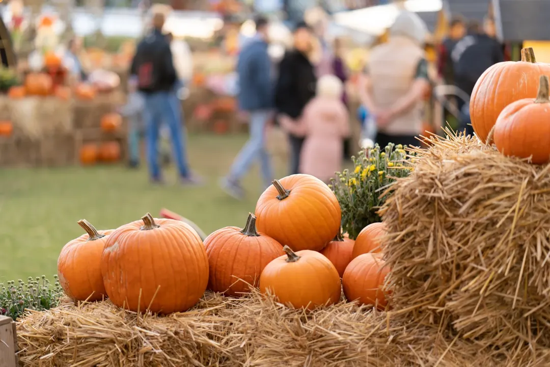 Harvest Festivals and Pumpkin Patches