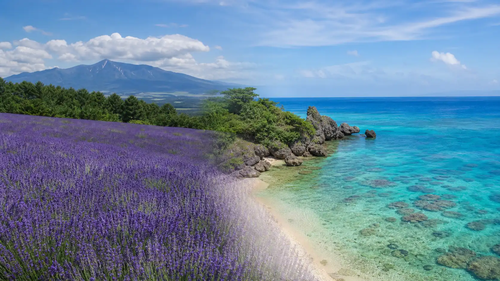 Hokkaido lavender field and Okinawa shoreline contrast for Japan travel planning Hokkaido lavender field and Okinawa shoreline contrast for Japan travel planning