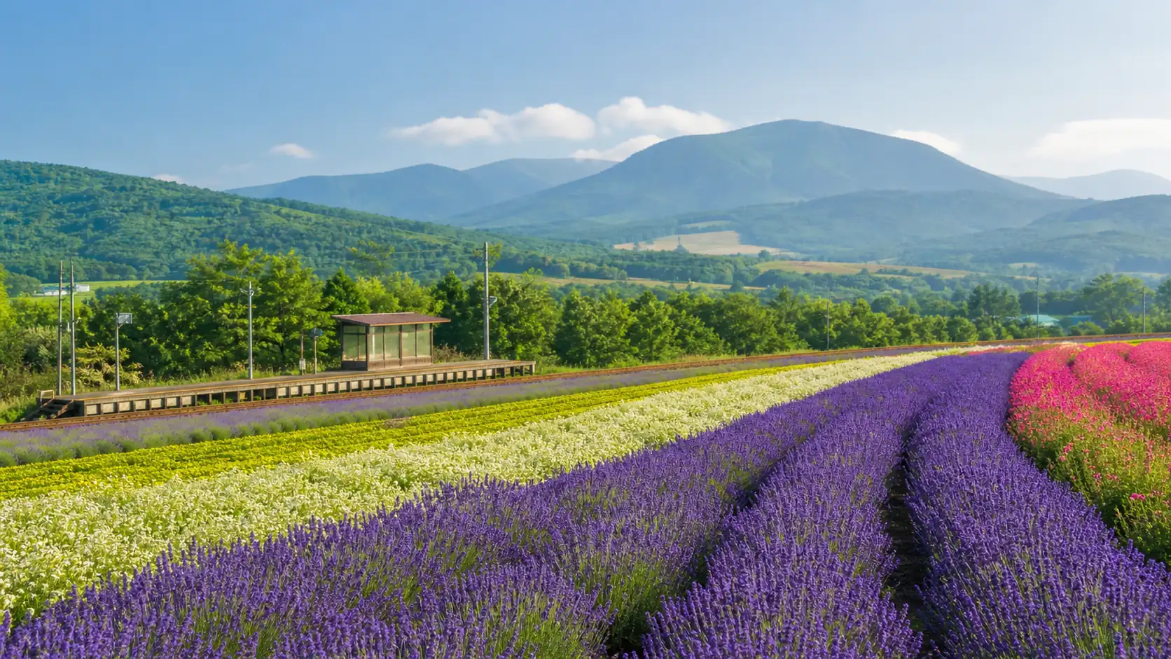 Lavender and summer flower fields in Furano Hokkaido Lavender and summer flower fields in Furano Hokkaido