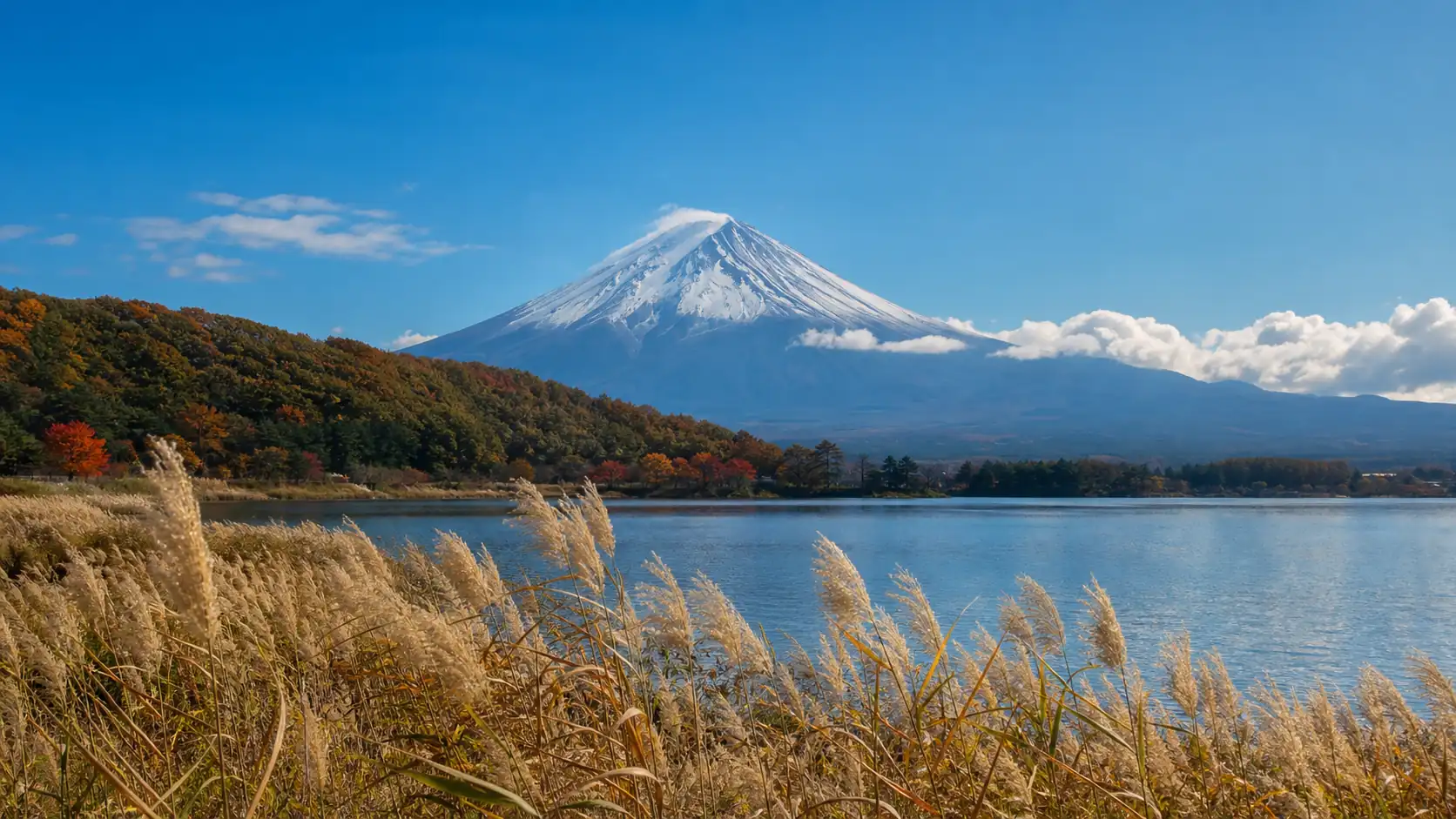Mount Fuji and autumn grass beside a calm lake in November Mount Fuji and autumn grass beside a calm lake in November