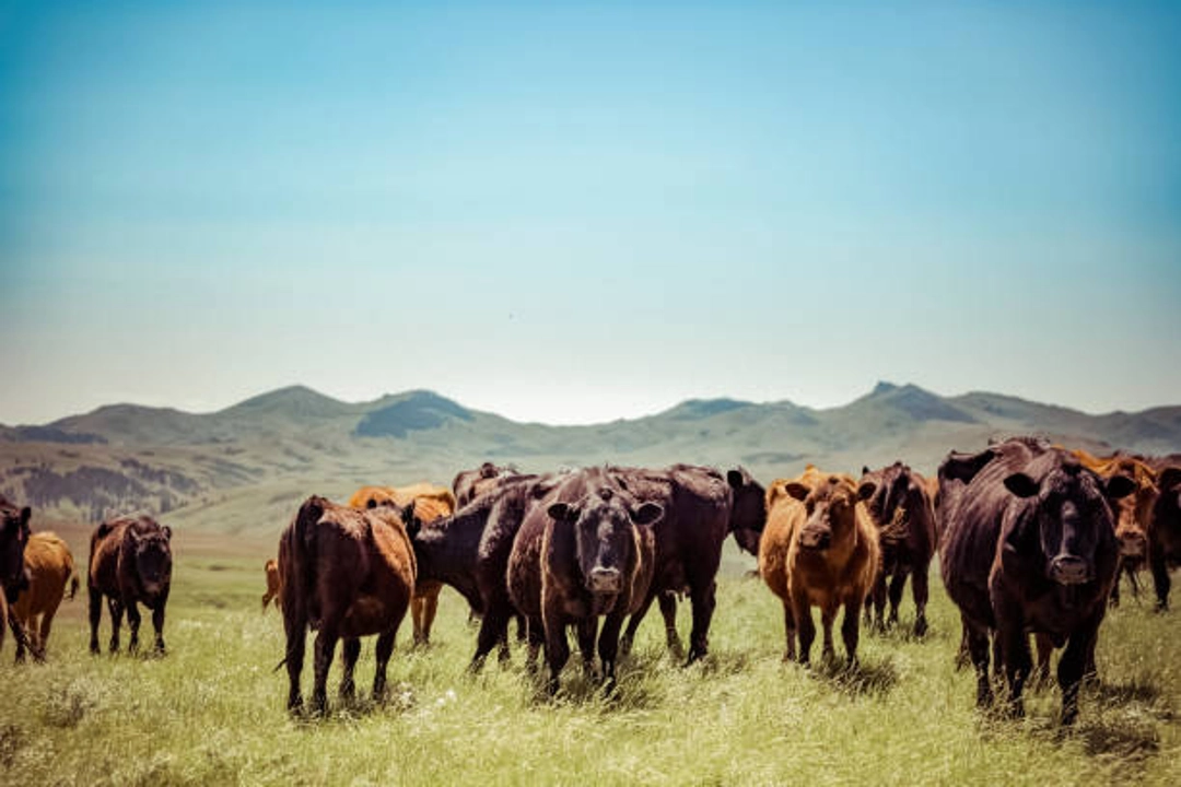 Montana Cattle