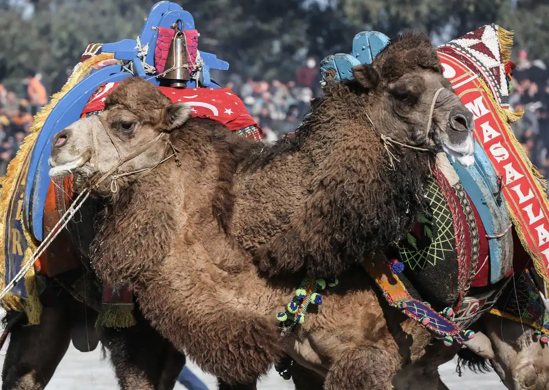 Decorated camels at a traditional festival in Muğla Decorated camels at a traditional festival in Muğla