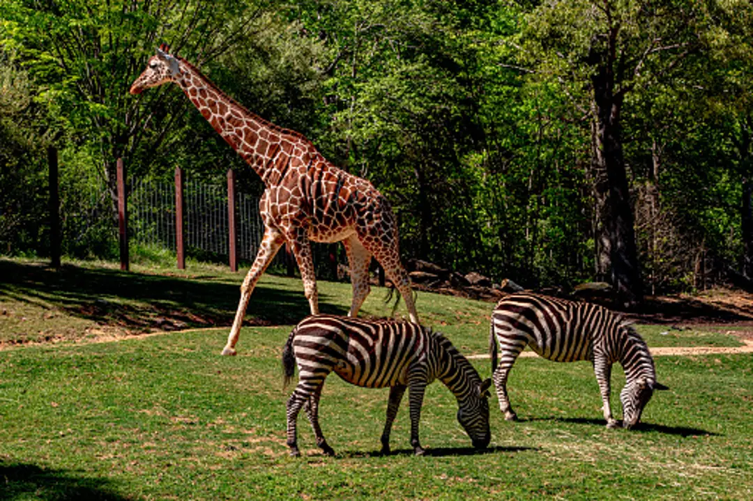 North Carolina Zoo