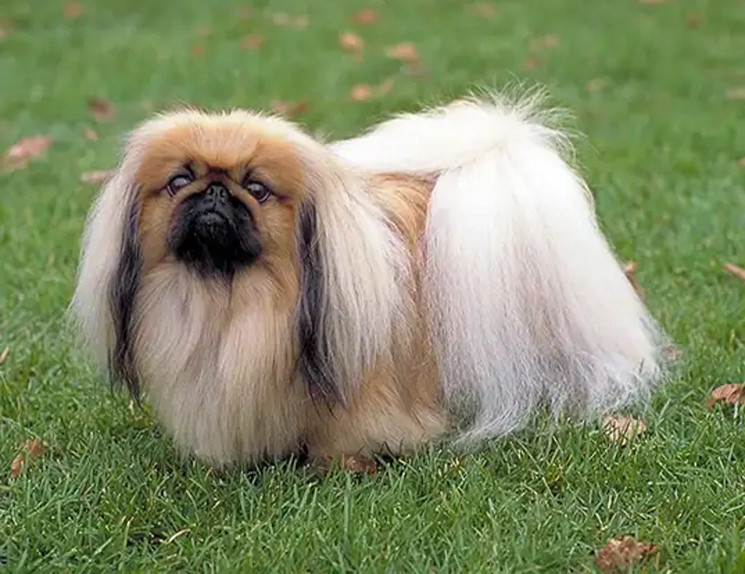 Pekingese