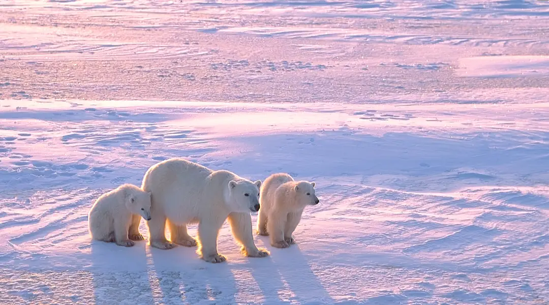 Polar Bear Capital