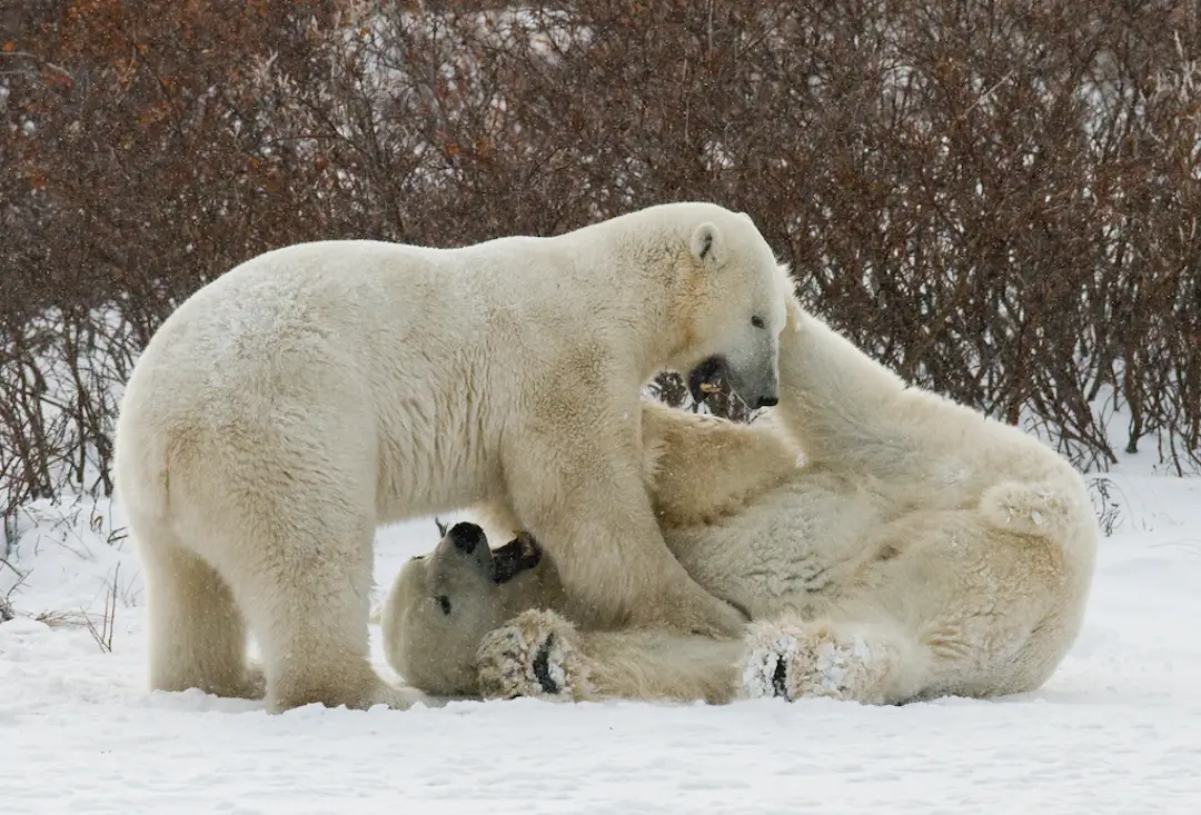Polar Bear Viewing