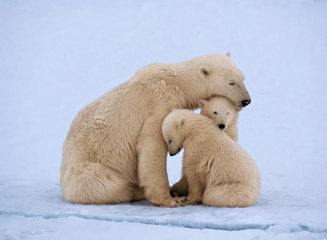Eisbär