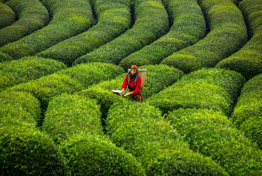 里澤茶葉採收之旅