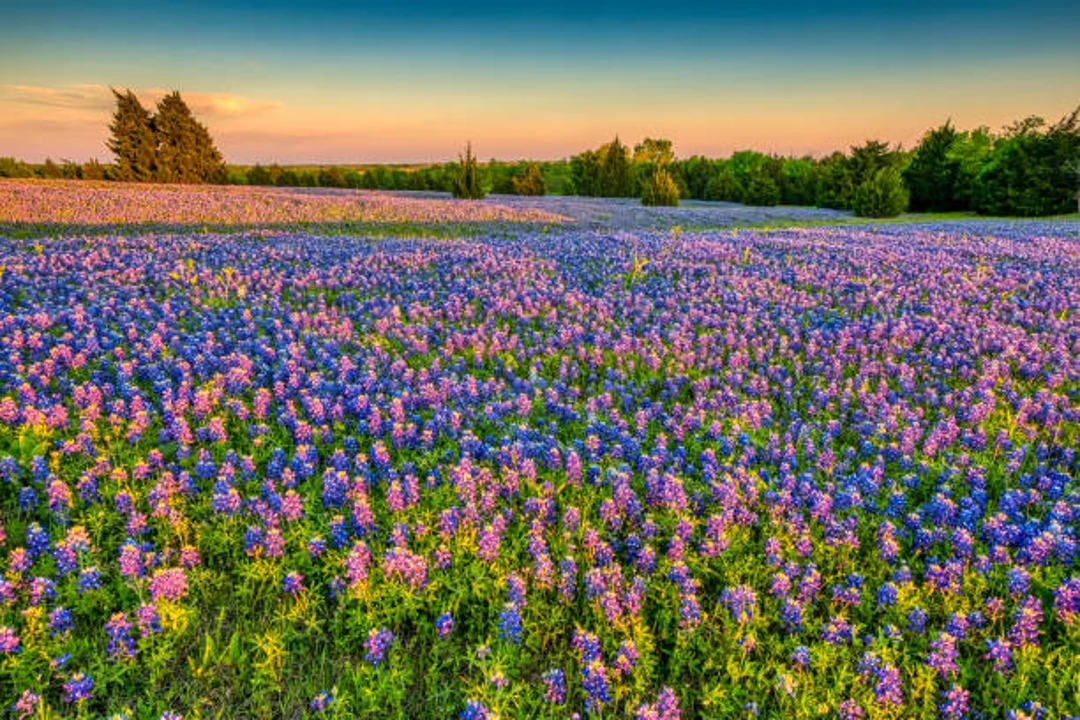 Primavera no Texas Hill Country