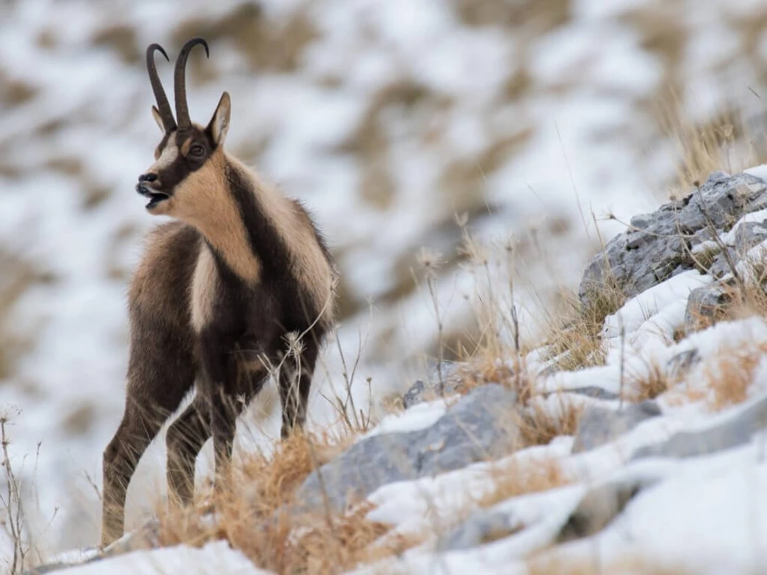 The Apennine Chamois