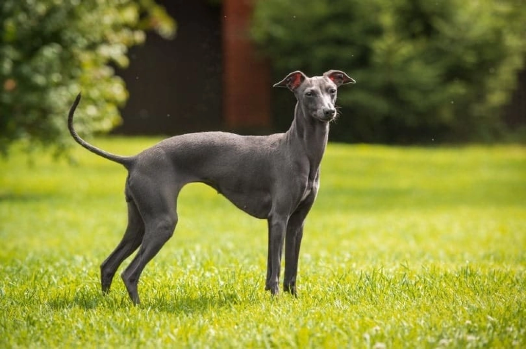 The Italian Greyhound