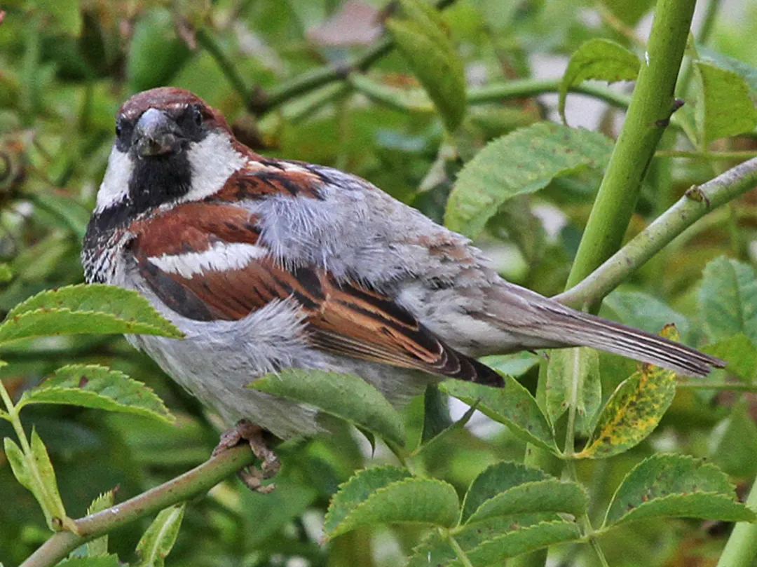 The Italian Sparrow