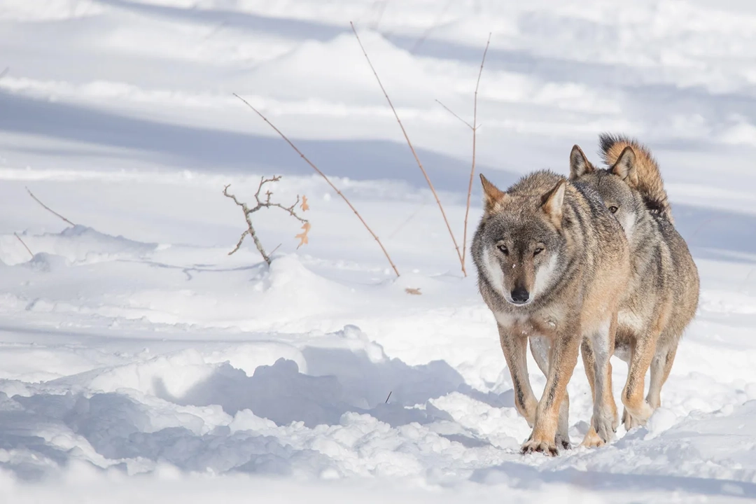 The Italian Wolf