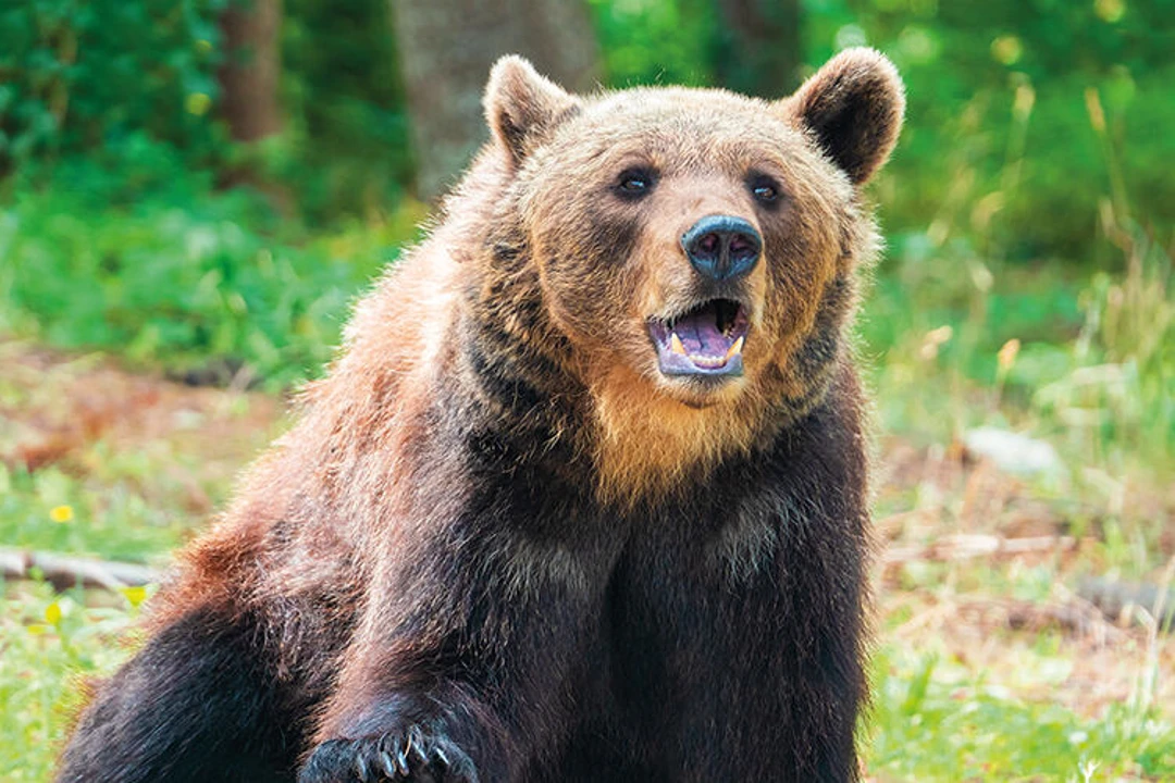 The Marsican Brown Bear