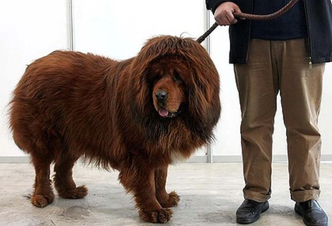 Tibetan Mastiff