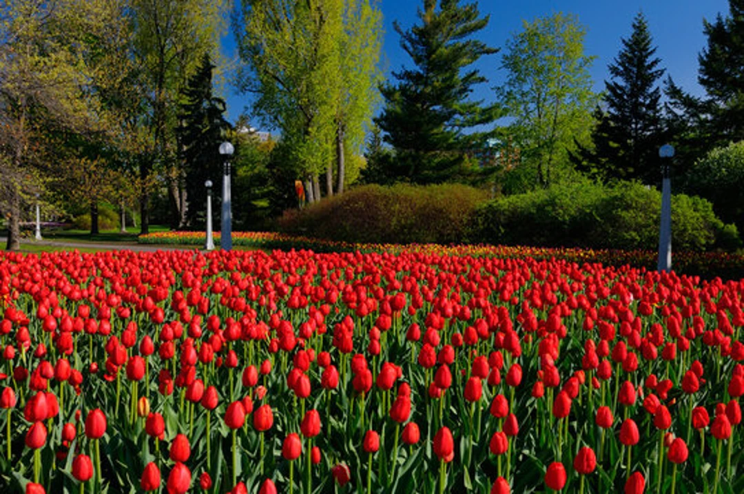 Tulip Festival