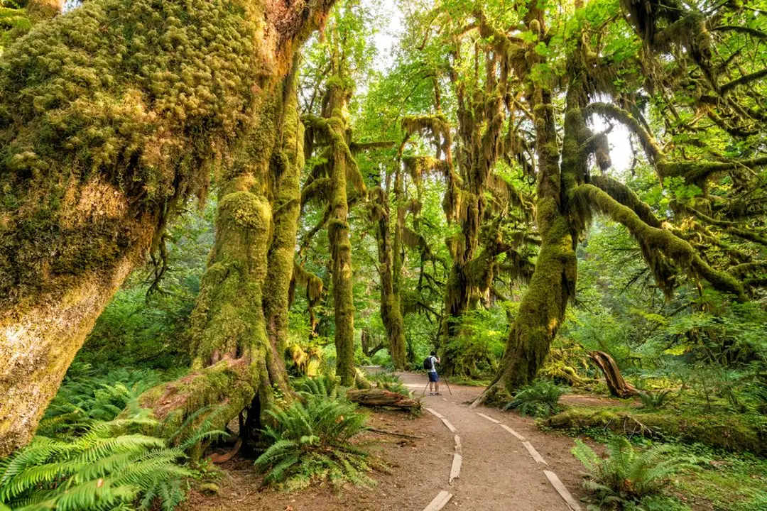 usa Olympic National Park