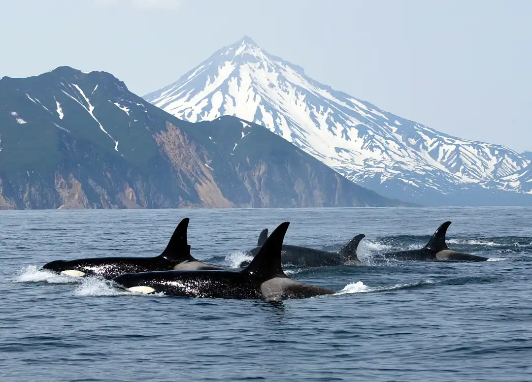 Whale Watching