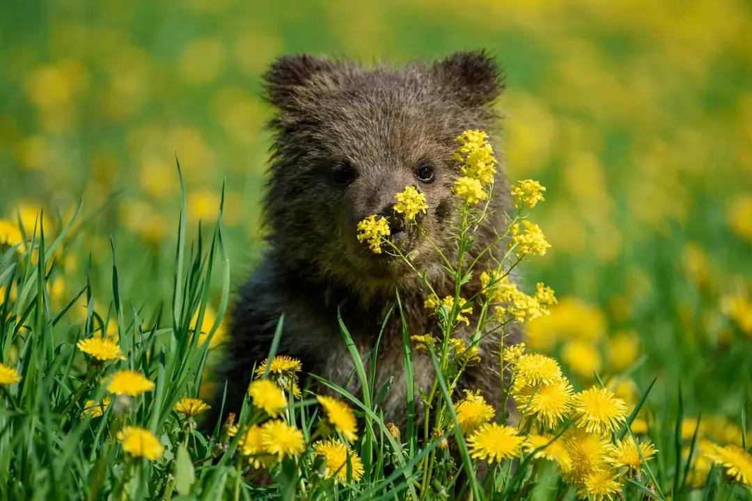 Wildlife Watching in Canada