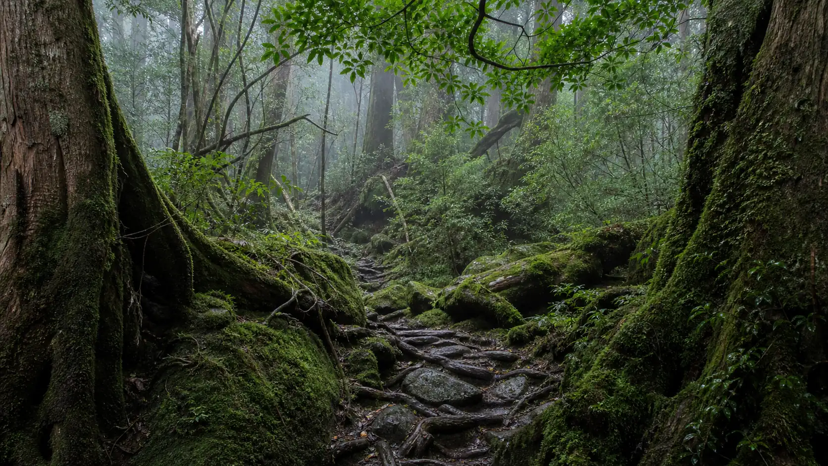 Yakushima National Park cedar forest Moss-covered ancient cedar forest in Yakushima National Park
