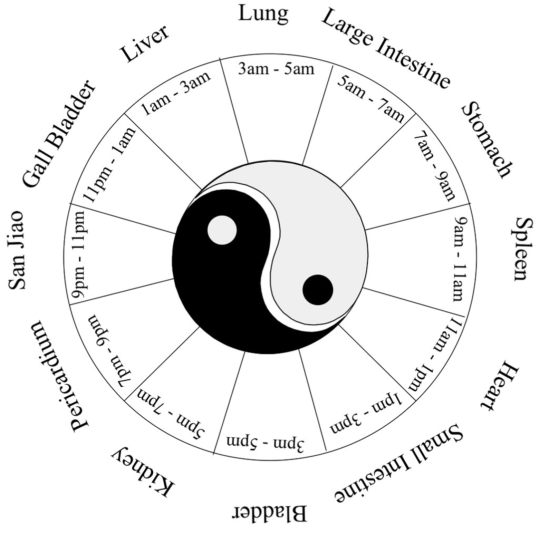 身體時鐘中的陰陽